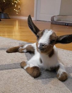 a brown and white baby goat laying on the floor