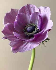 a large purple flower is in a vase