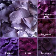 different shades of purple flowers with names