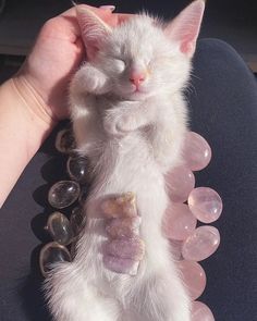 a small white kitten sleeping on top of some pink rocks and crystals with its eyes closed