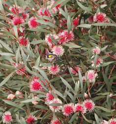 a small bird sitting on top of a flower next to green leaves and red flowers