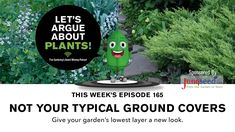 a green plant with the words, let's arge about plants not your typical ground cover