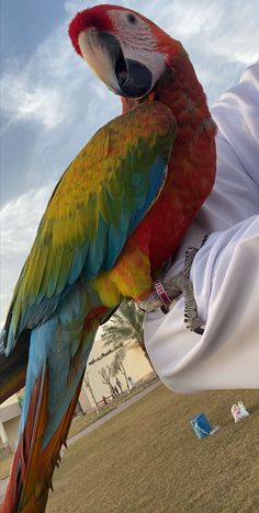 a colorful parrot perched on the arm of a man