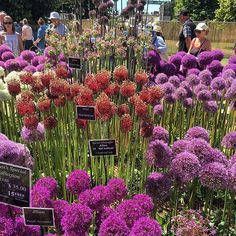 purple and white flowers in a garden with people looking at them