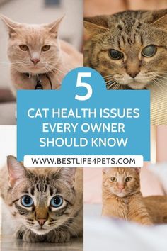 there are five different types of cats with the words 5 cat health issues every owner should know