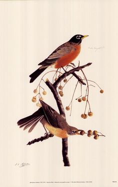 two birds sitting on top of a tree branch with berries hanging from it's branches