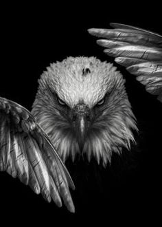 an eagle with its wings spread out in the air, black and white photograph by person