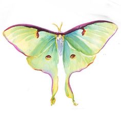 a green and yellow butterfly with long wings