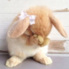 a stuffed rabbit sitting on the ground next to a white wall and wooden planks