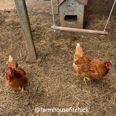 two chickens are walking around in the hay