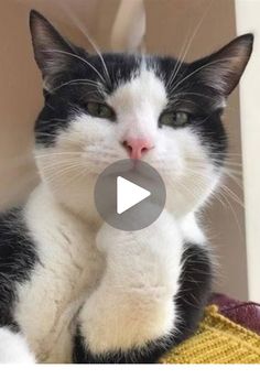 a black and white cat sitting on top of a couch