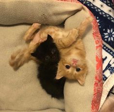 two kittens are laying on top of each other