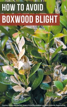 the cover of how to avoid boxwood blight, with text overlaying it