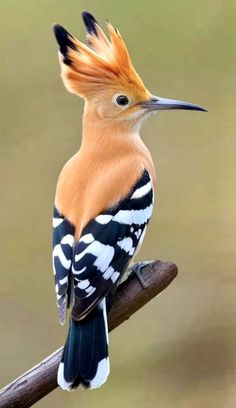 a bird with orange and black feathers sitting on a branch