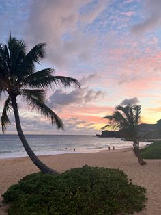 a palm tree sitting on top of a sandy beach next to the ocean at sunset