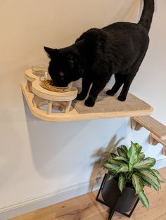 a black cat eating from a bowl on top of a shelf