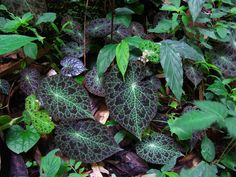 some green and purple leaves on the ground