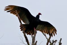 a large bird with its wings spread sitting on top of a tree