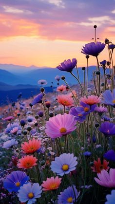 a field full of purple and white flowers with mountains in the background at sunset or dawn