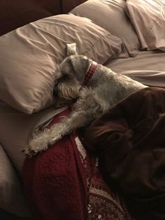 a dog laying on top of a bed covered in blankets and pillows with his head resting on a pillow