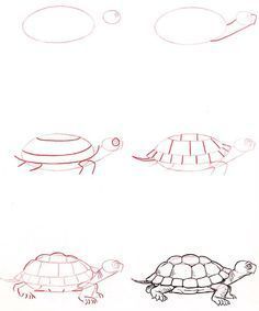 three different types of turtles and one turtle