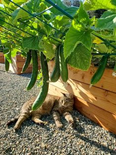 a cat that is laying down in the dirt next to some planters with green beans hanging from them