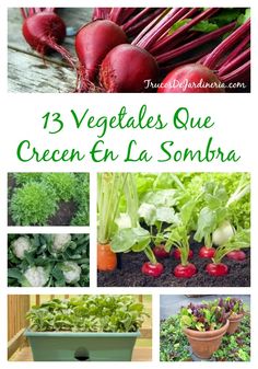 vegetables are growing in the garden with text overlay that reads 13 vegetables que green en la sondraa