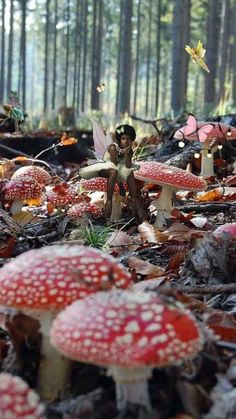 many red mushrooms are growing on the ground