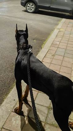 a black and brown dog standing on top of a sidewalk