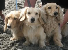 three dogs are sitting in the sand with their owner's legs behind them and one dog is looking at the camera