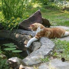 an orange and white cat laying on top of a rock next to a small pond