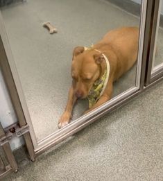 a brown dog laying on the ground in front of a glass door and looking at its reflection