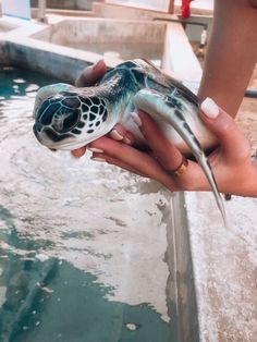 a person holding a sea turtle in their hand