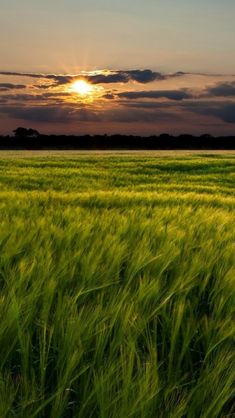 the sun is setting over a field of green grass in front of a blue sky