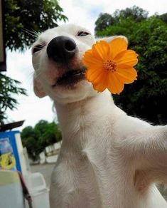 a white dog holding a yellow flower in its mouth