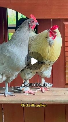 two chickens standing on top of a wooden bench