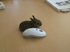 a rabbit sitting next to a computer mouse on top of a wooden table in an office