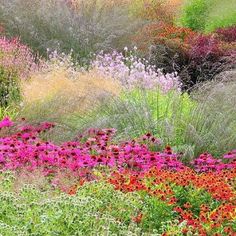 many different colored flowers and plants in a field