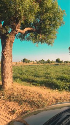 a car parked next to a tree in the middle of an open field on a sunny day