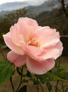 a pink rose with mountains in the background