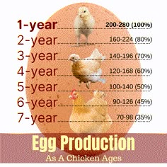 an egg is shown with chickens on it and the words, 1 - year 3 - year 4 - year 5 - year 6 - year 7 - year