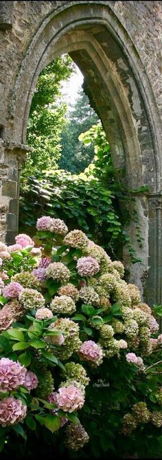 pink and white flowers in front of an old stone arch with ivy growing on it