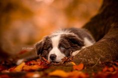 a brown and white dog laying on top of leaves in front of a tree trunk