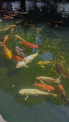 a pond filled with lots of different colored fish