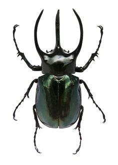 a black beetle with large horns and long legs