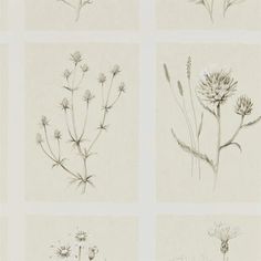 four different types of wildflowers drawn in pencil