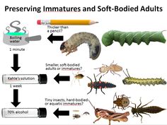 the life cycle of an insect and its stages in which it is different from each other