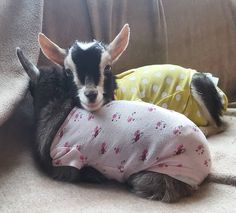 two small dogs are dressed in clothes on the couch together and one dog is wearing a sweater