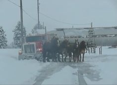 a group of horses standing in the snow next to a truck with tankers on it