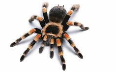 an orange and black tarant spider on white background with clipping area for text